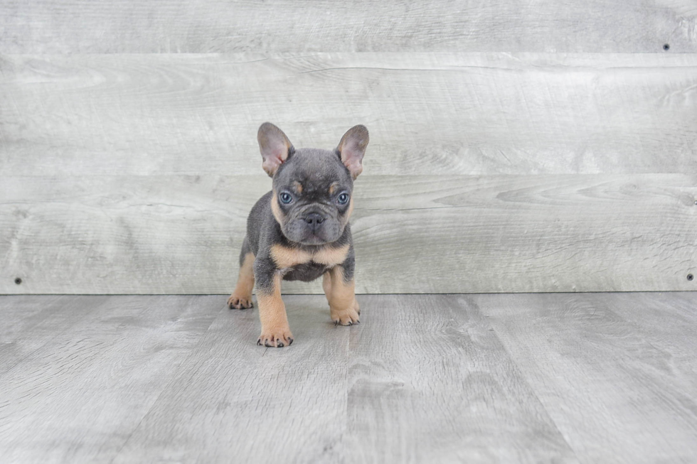 Hypoallergenic French Bulldog Baby