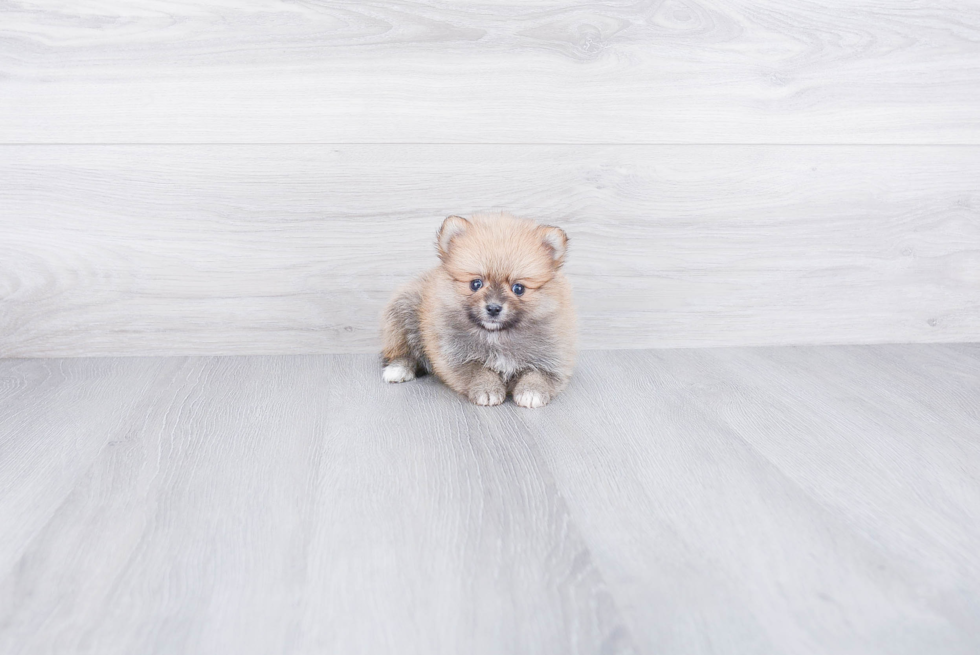 Popular Pomeranian Purebred Pup