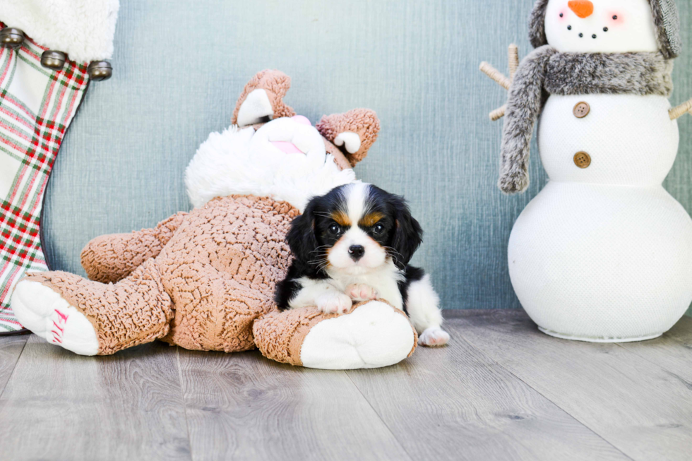 Best Cavalier King Charles Spaniel Baby