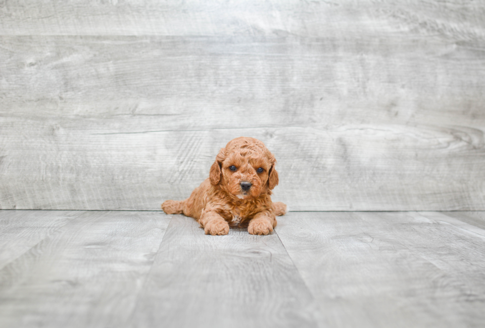 Happy Cavapoo Baby