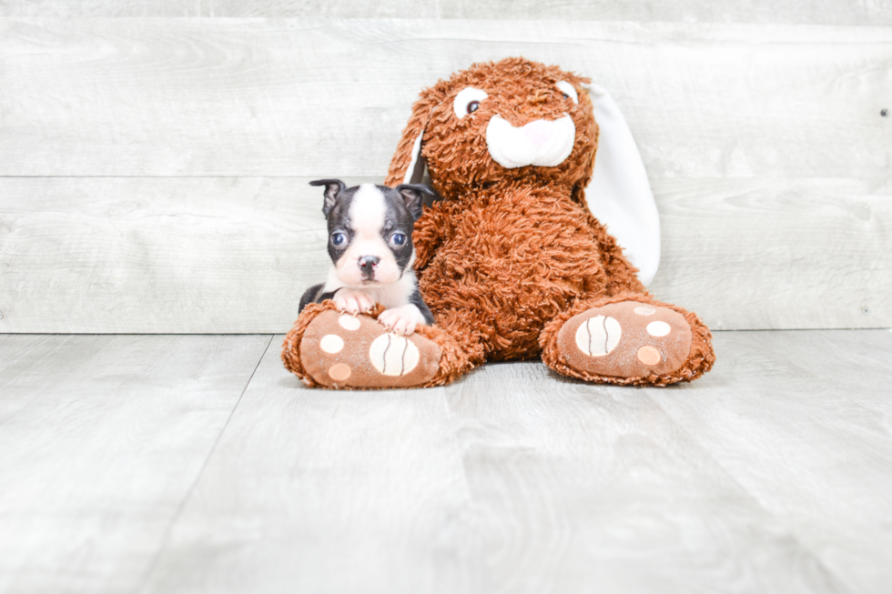 Boston Terrier Pup Being Cute