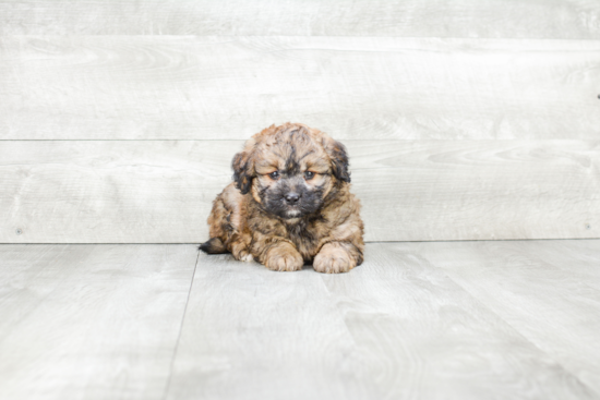 Mini Bernedoodle Pup Being Cute