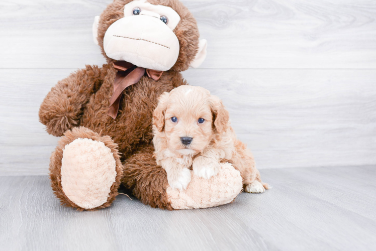 Best Cavapoo Baby