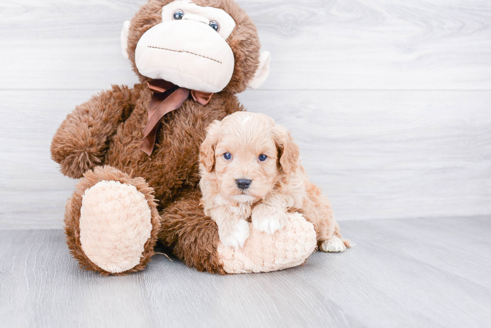 Best Cavapoo Baby