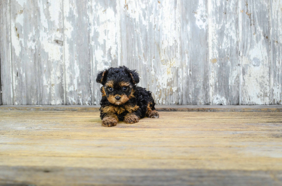 Smart Yorkie Poo Poodle Mix Pup