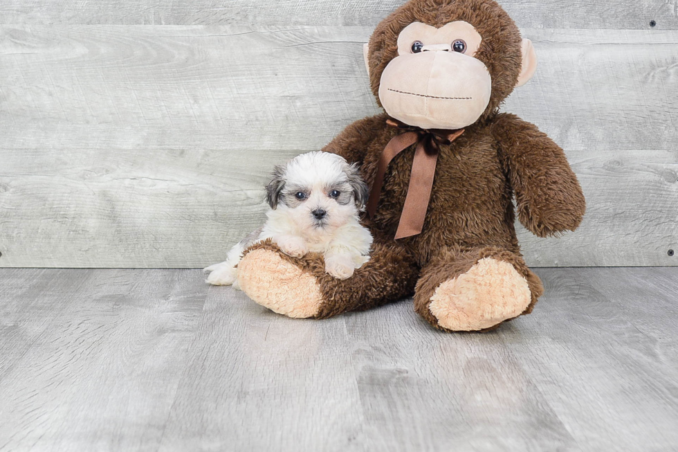 Smart Teddy Bear Designer Pup