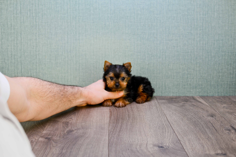 Meet Nugget - our Yorkshire Terrier Puppy Photo 