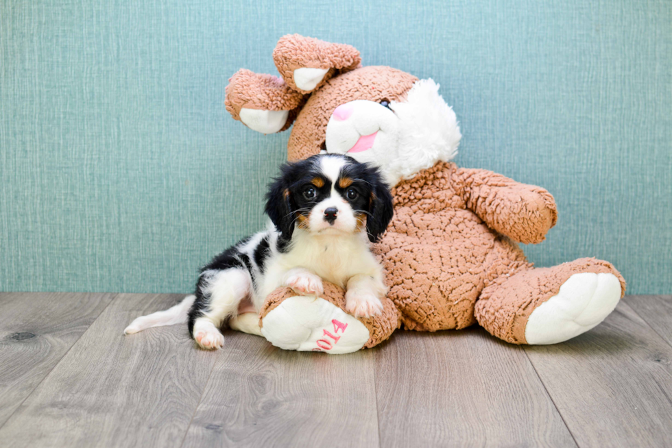 Best Cavalier King Charles Spaniel Baby