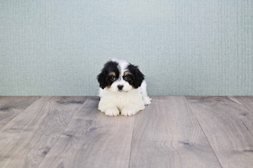 Smart Cavachon Designer Pup