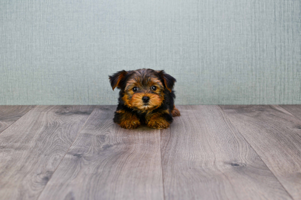 Meet Bronze - our Yorkshire Terrier Puppy Photo 