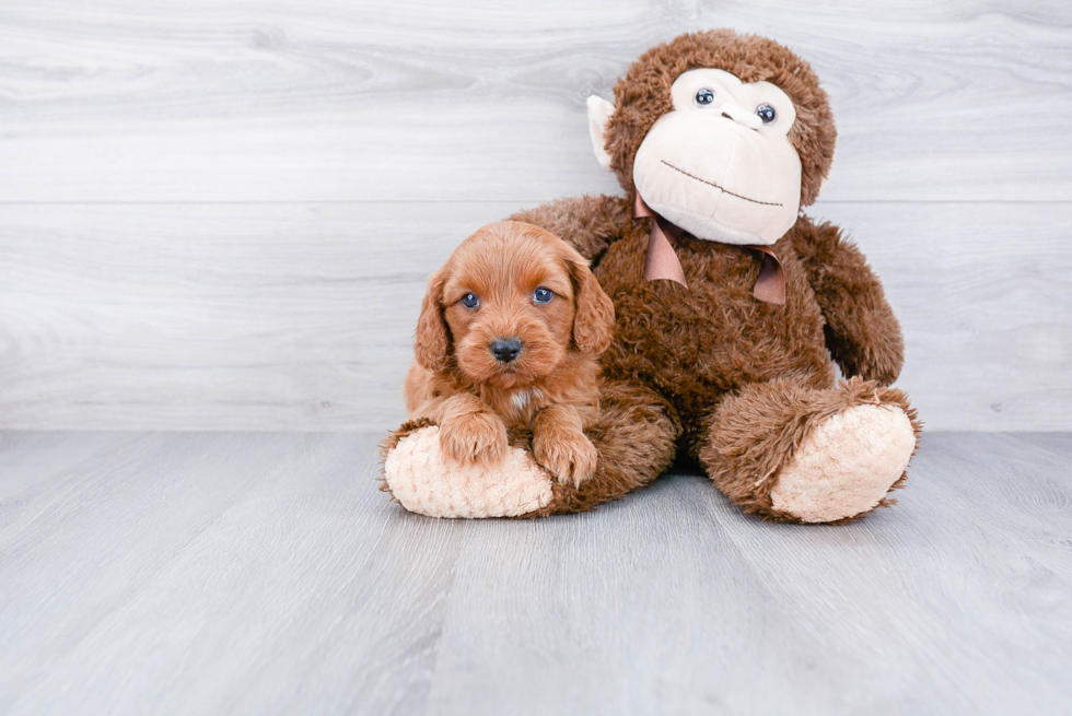 Popular Cavapoo Poodle Mix Pup