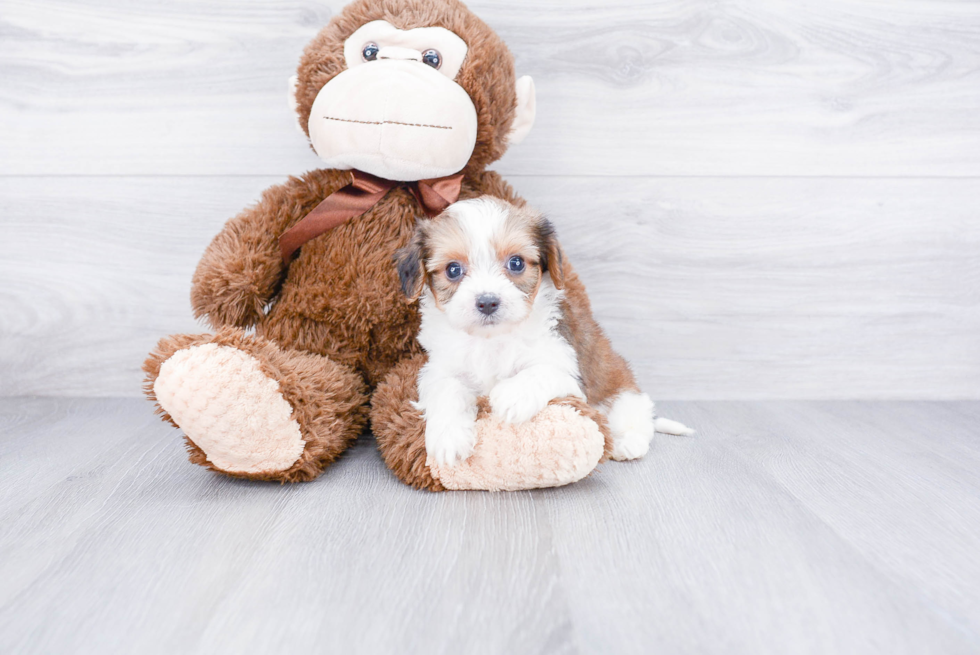 Hypoallergenic Cavalier Designer Puppy