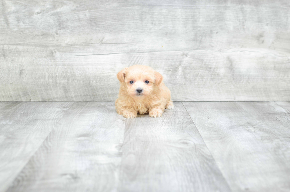 Maltipoo Pup Being Cute