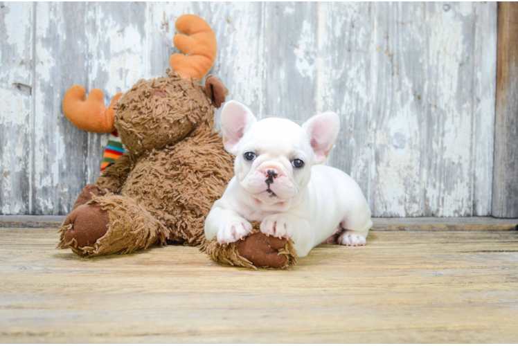 Best French Bulldog Baby