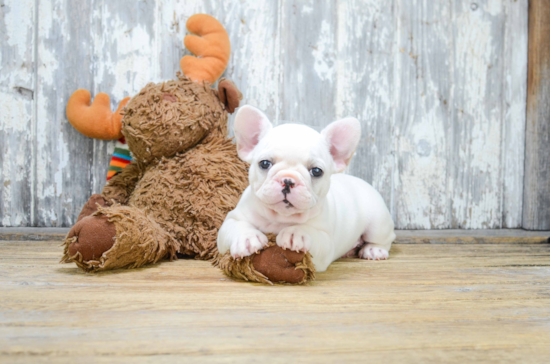 Best French Bulldog Baby