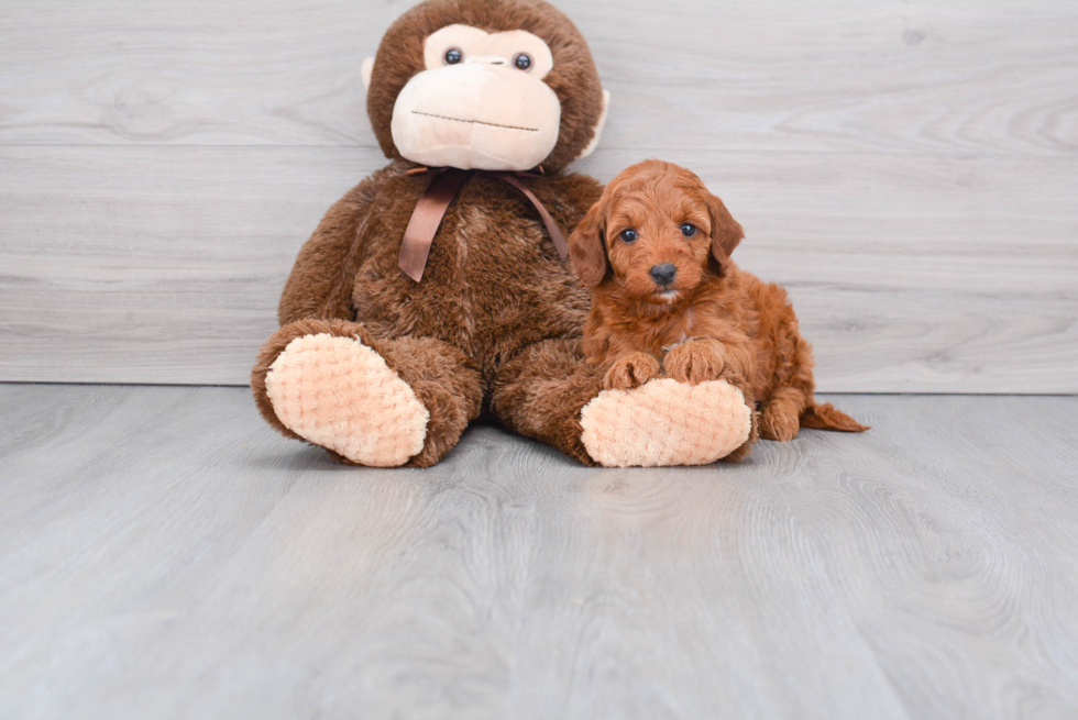 Best Mini Goldendoodle Baby