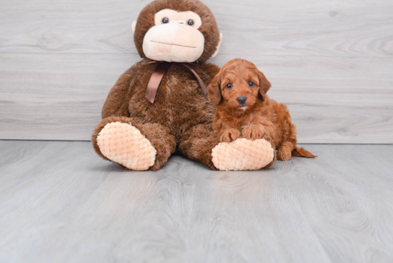 Best Mini Goldendoodle Baby