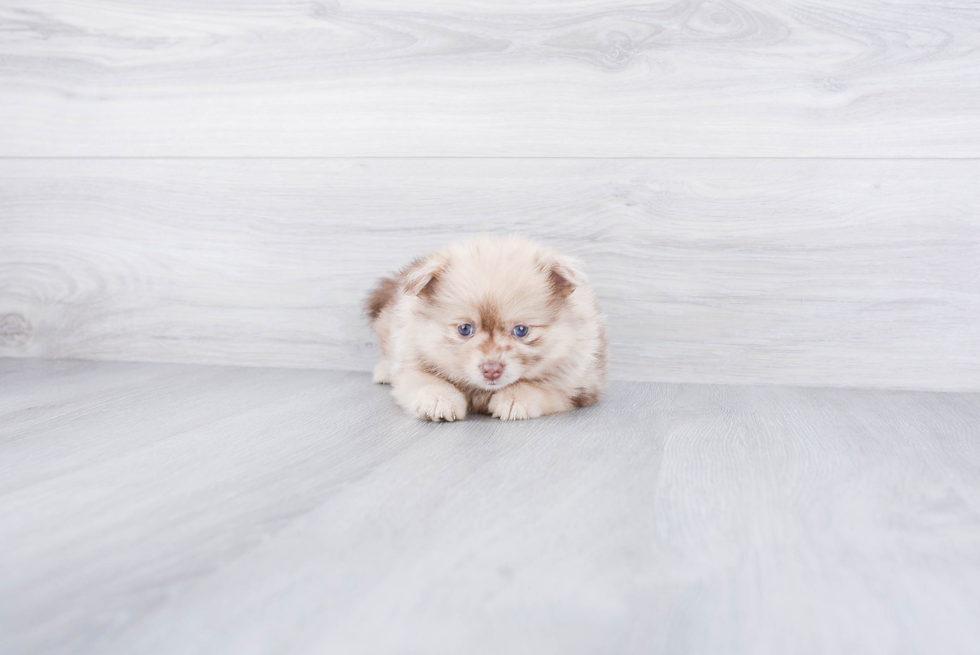 Hypoallergenic Pomeranian Baby