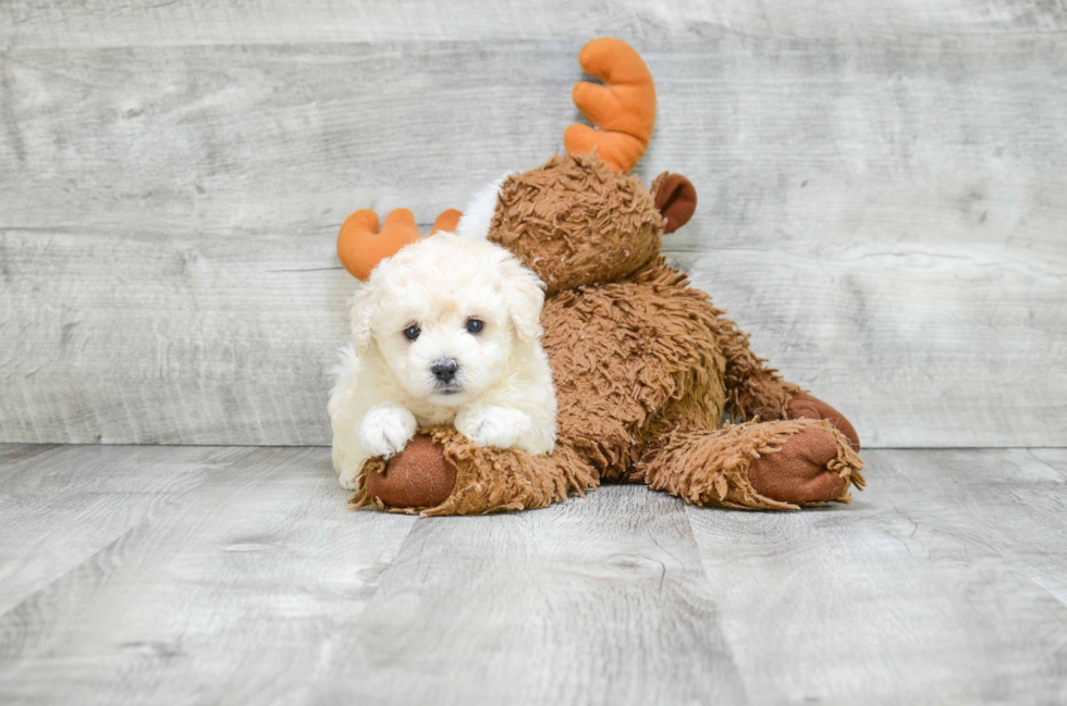 Fluffy Maltipoo Poodle Mix Pup