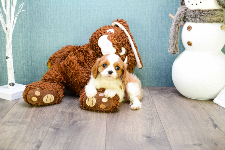 Friendly Cavalier King Charles Spaniel Purebred Pup