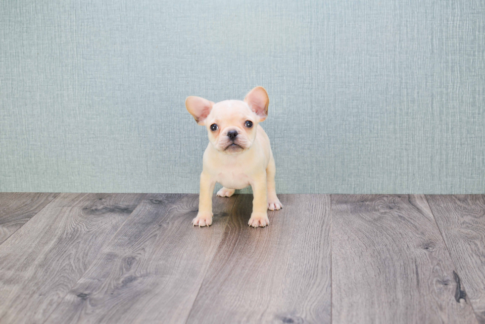 French Bulldog Puppy for Adoption