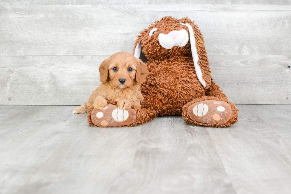 Playful Cavoodle Poodle Mix Puppy