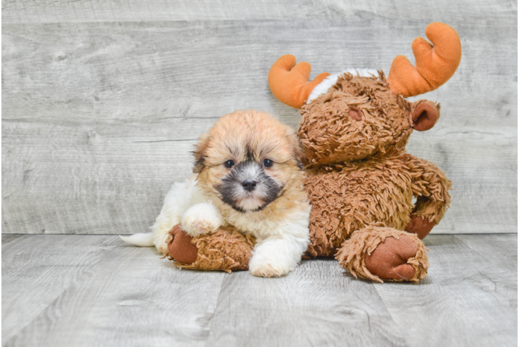 Fluffy Teddy Bear Designer Pup