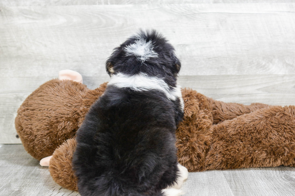 Friendly Mini Bernedoodle Baby