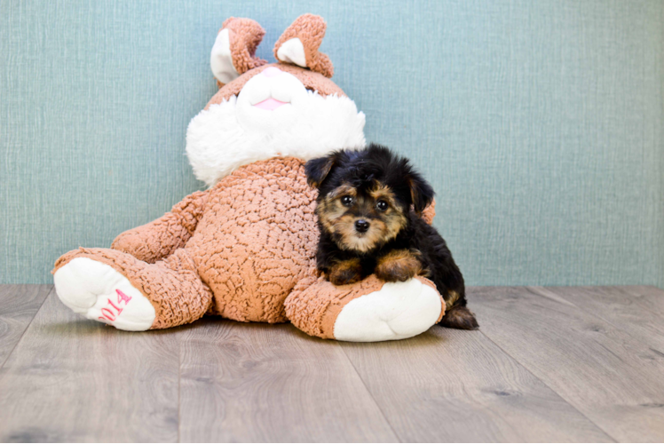 Cute Yorkie Poo Baby