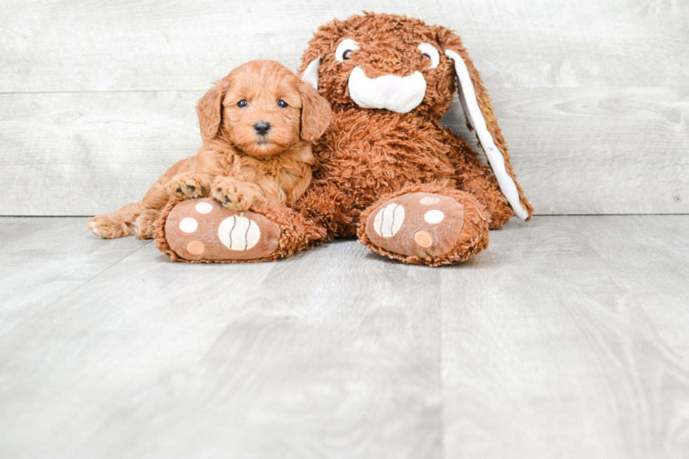 Popular Mini Goldendoodle Poodle Mix Pup