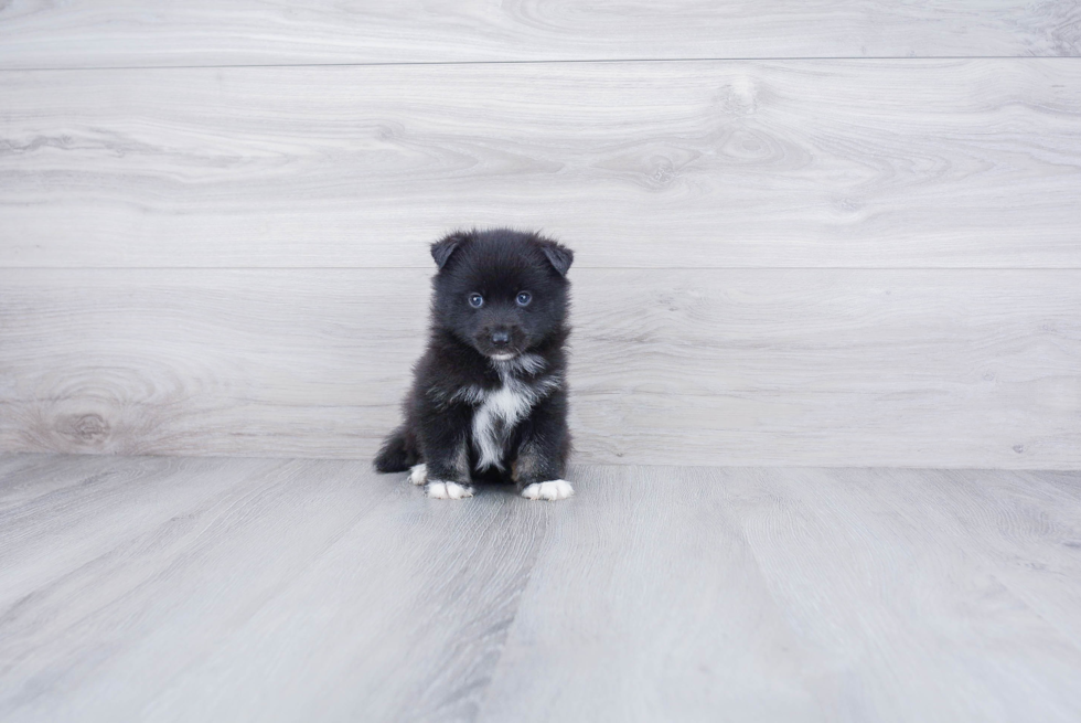 Playful Mini Husky Designer Puppy