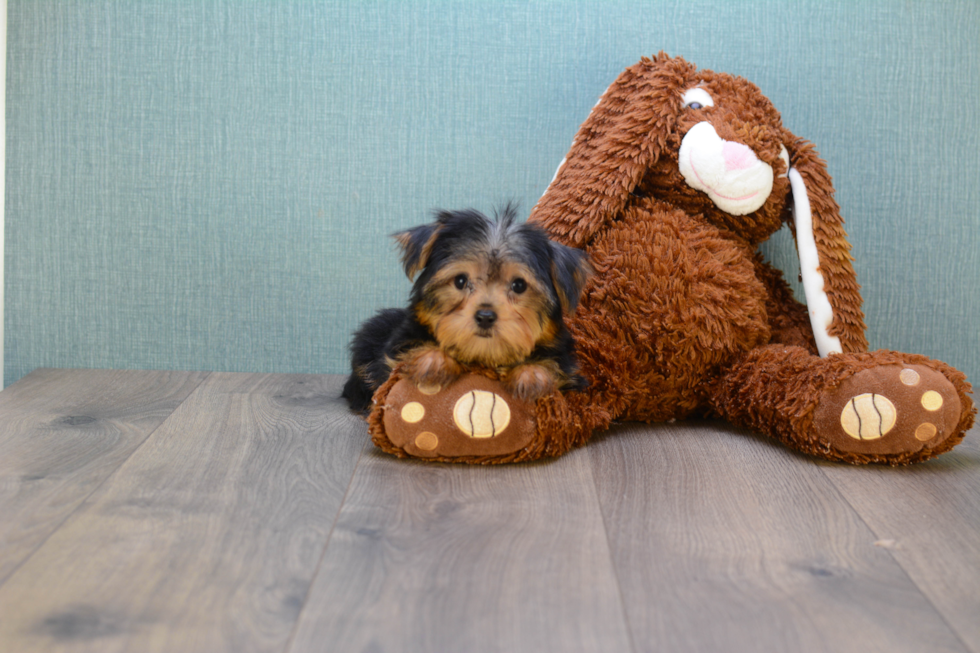 Meet Avery - our Yorkshire Terrier Puppy Photo 