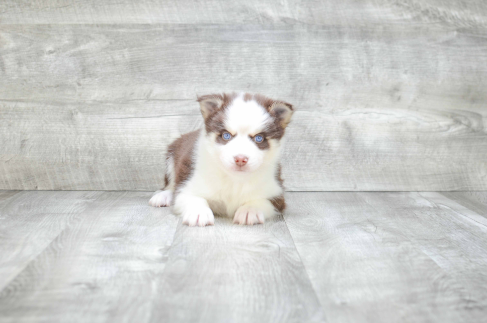 Pomsky Pup Being Cute