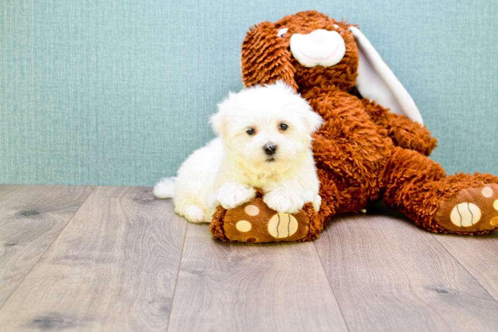 Hypoallergenic Maltese Purebred Pup