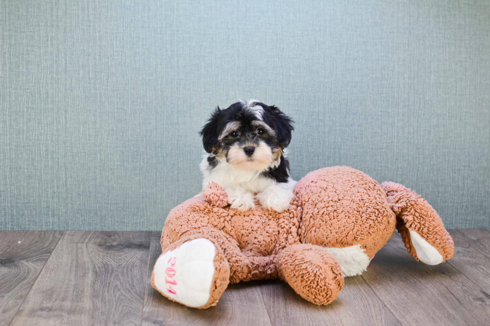 Best Havanese Baby