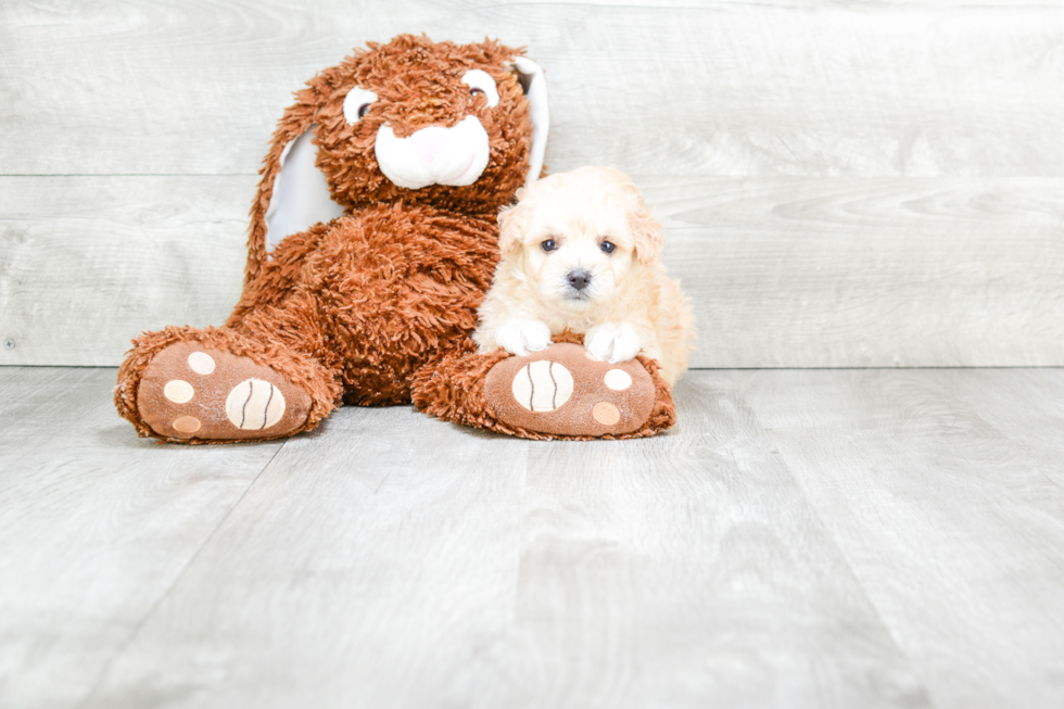 Maltipoo Pup Being Cute