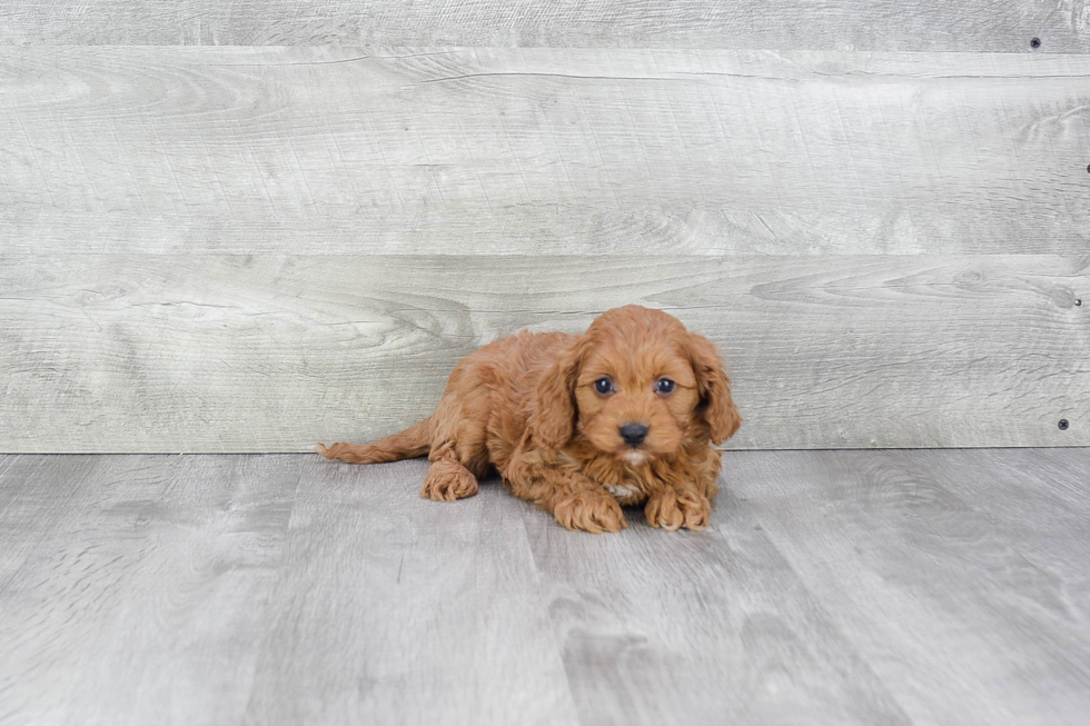 Small Cavapoo Baby