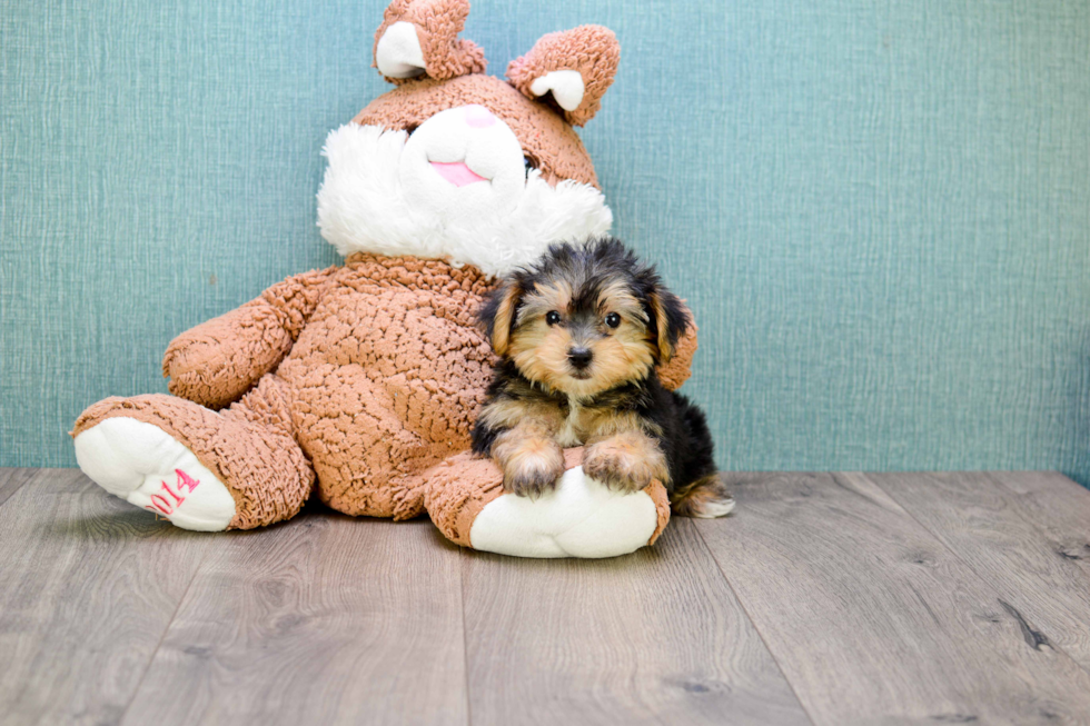 Morkie Pup Being Cute