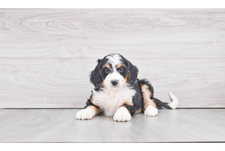 Mini Bernedoodle Puppy for Adoption
