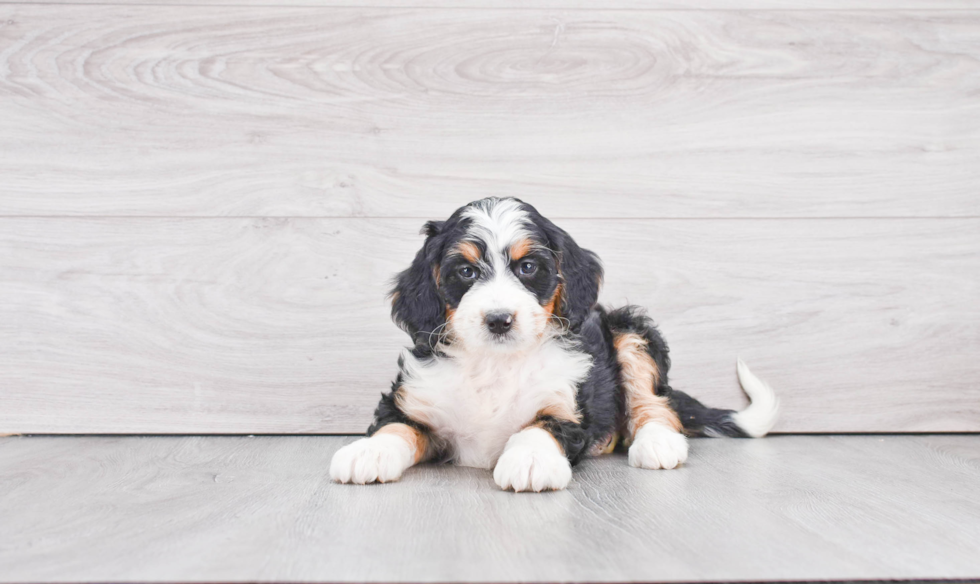 Mini Bernedoodle Puppy for Adoption
