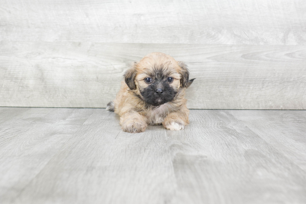 Hypoallergenic Shichon Designer Puppy