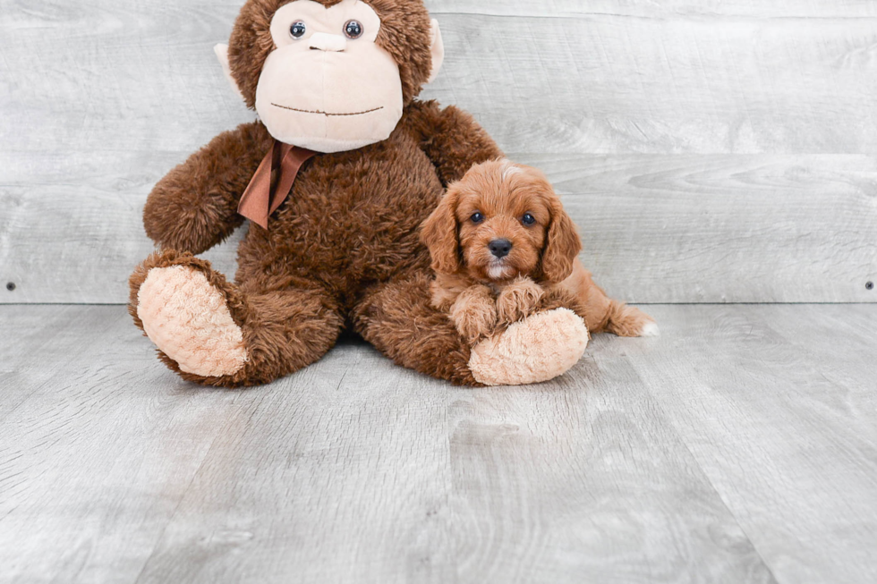 Petite Cavapoo Poodle Mix Pup