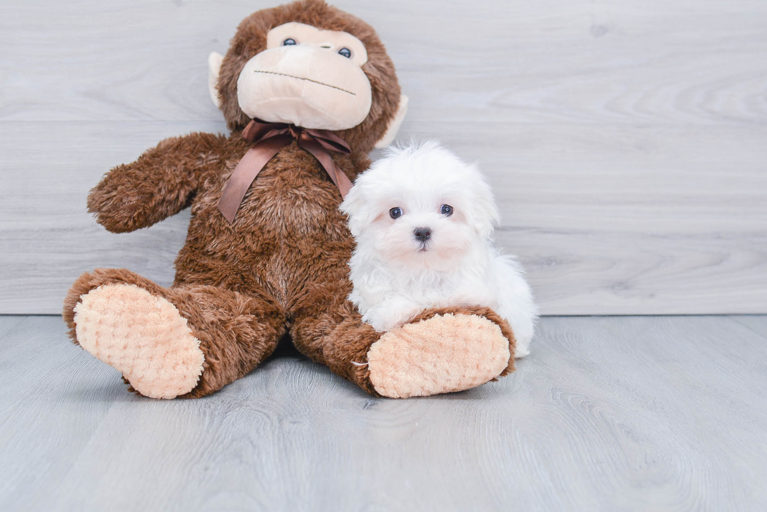 Maltese Puppy for Adoption
