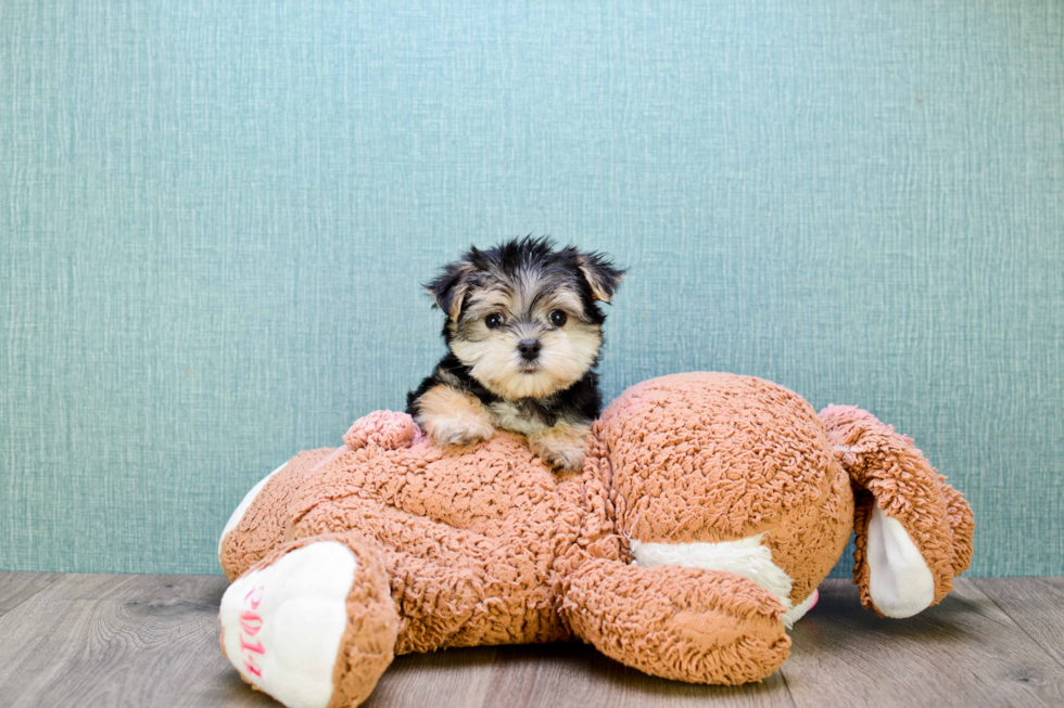 Friendly Morkie Baby