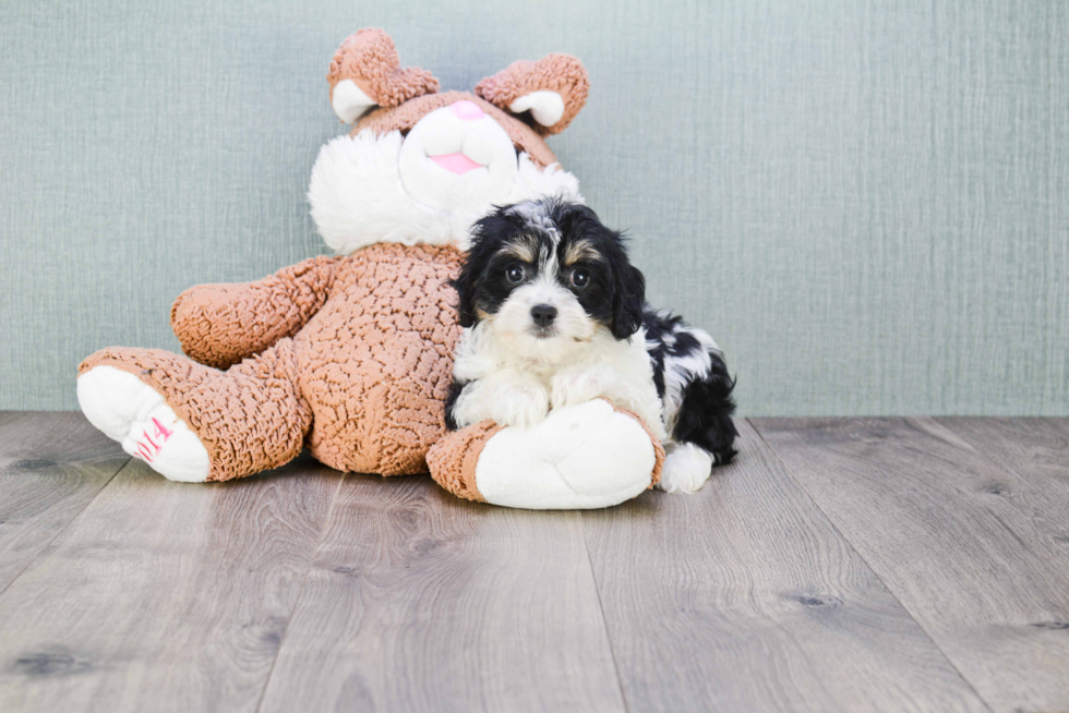 Fluffy Teddy Bear Designer Pup