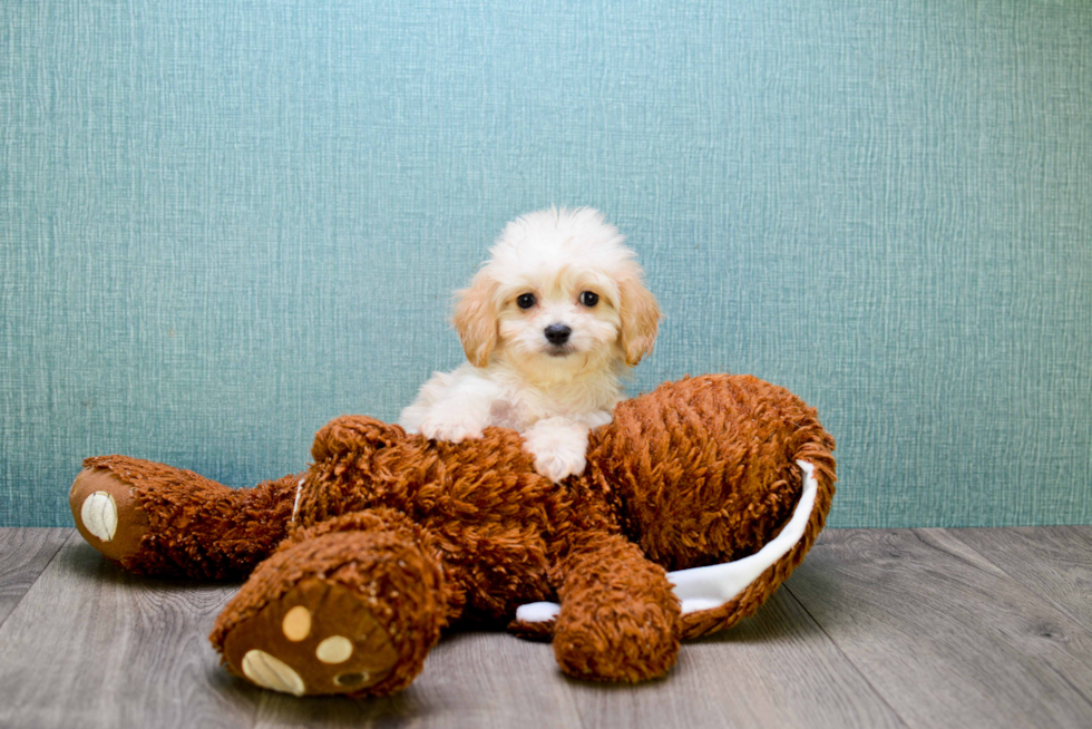 Hypoallergenic Cavalier Designer Puppy