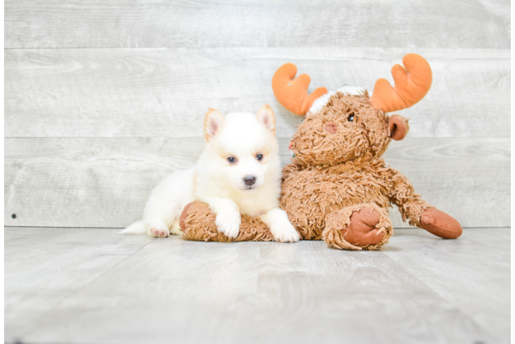 Best Pomsky Baby