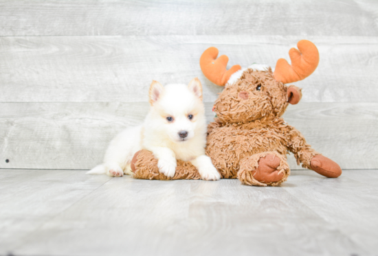 Best Pomsky Baby