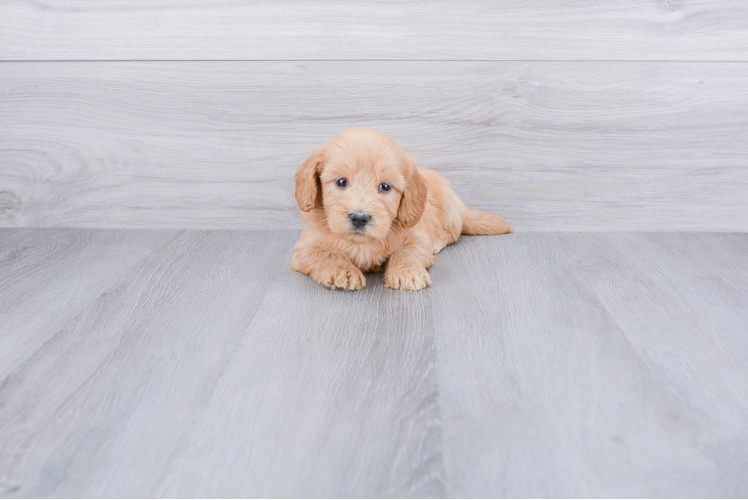 Best Mini Goldendoodle Baby