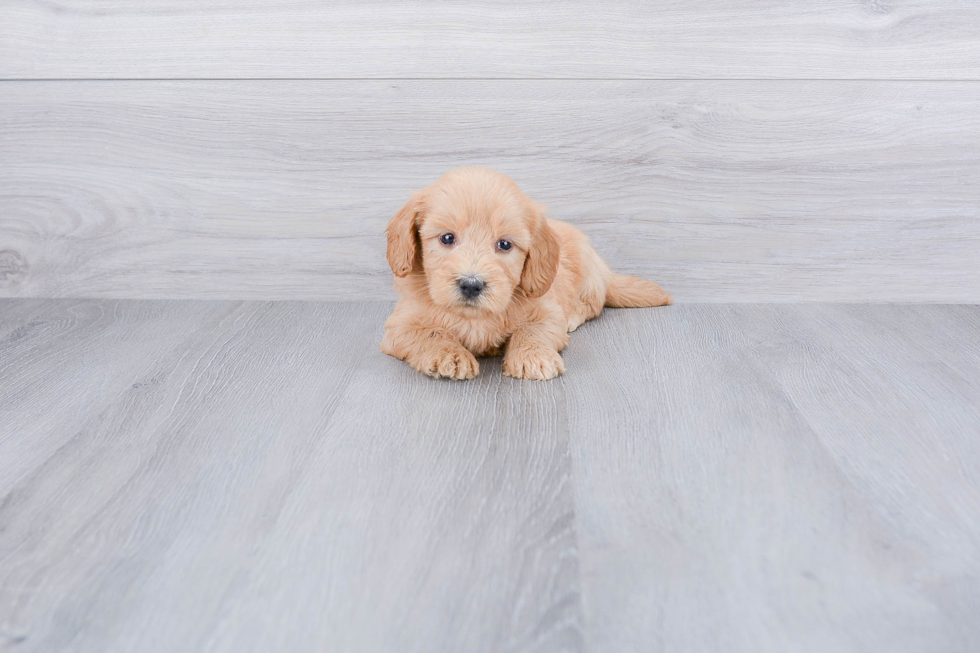 Best Mini Goldendoodle Baby